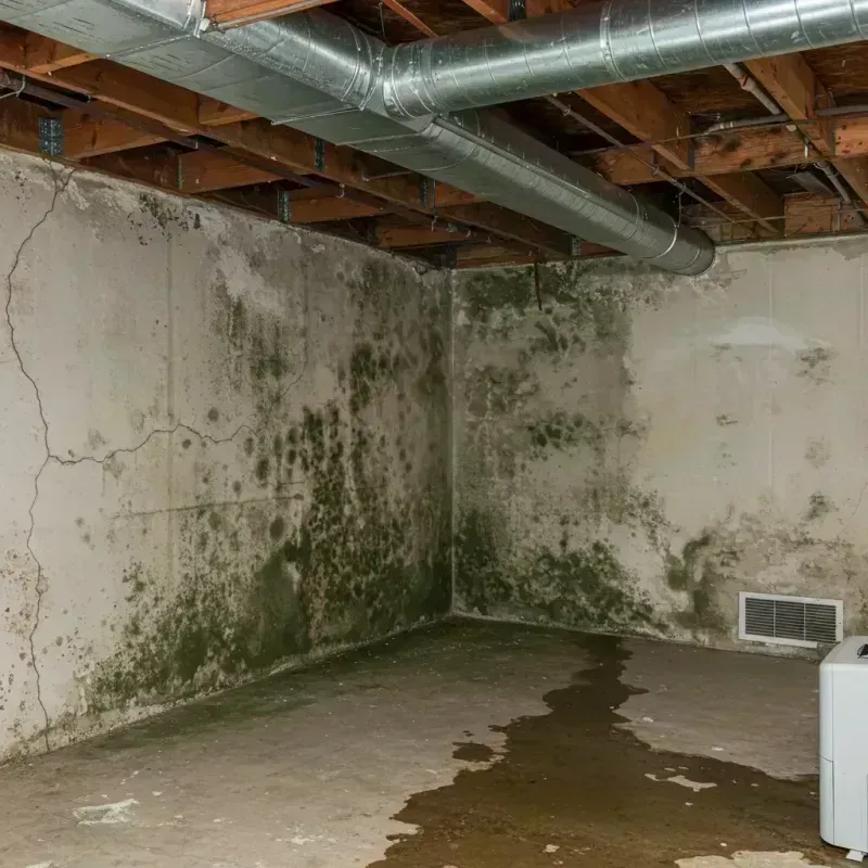 Professional Mold Removal in Glendale, NY